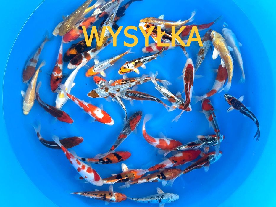 Piękne Karpie koi Butterfly - WYSYŁKA Szczecin