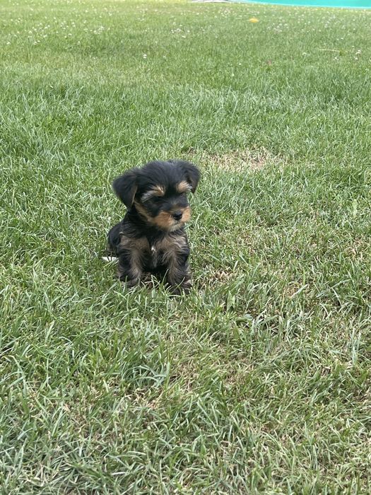 Yorkshire Terrier