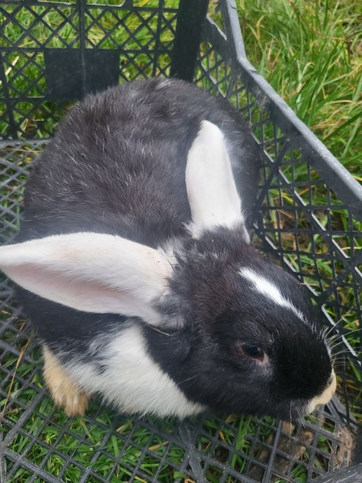 Кролики різного віку, є готові для спарювання