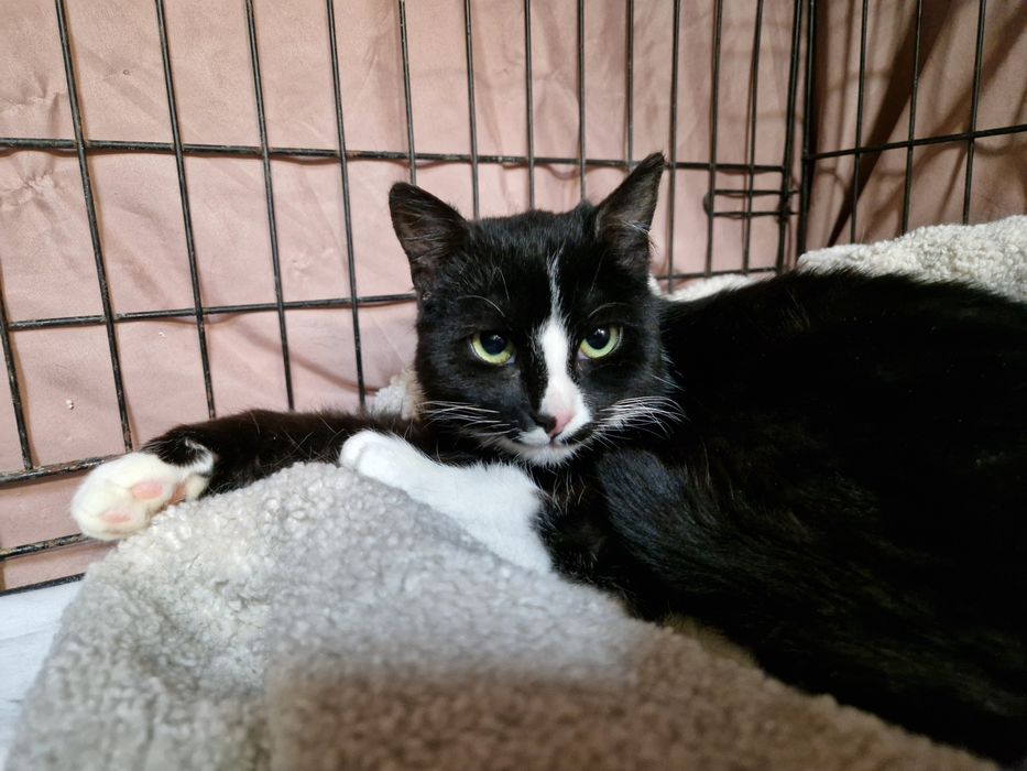 Nelu wstydliwy koteczek, zabrany z mrozu