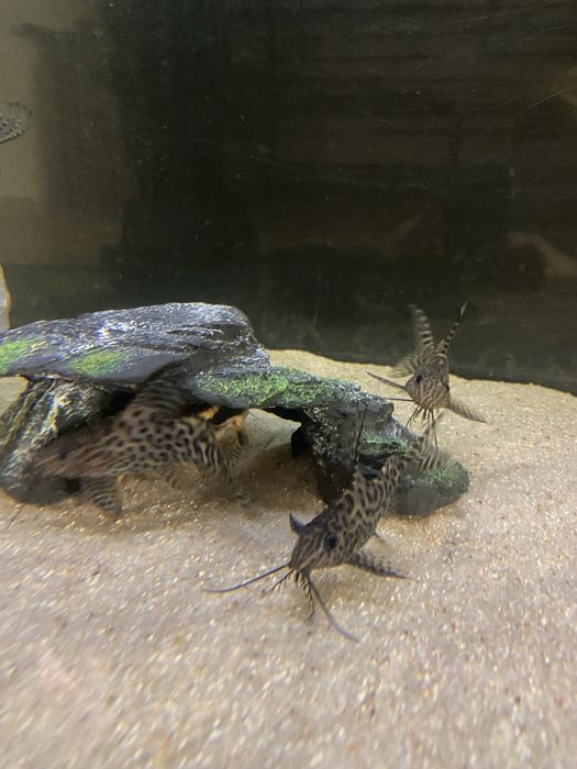 Synodontis eupterus