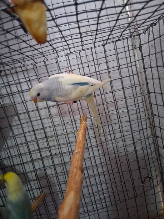 Ofereço o da 1 foto na compra da 2 foto casalinho