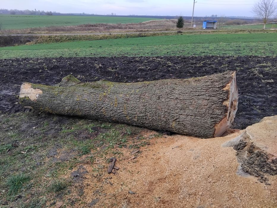 Продам стовбур ясена.