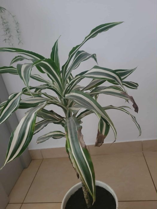Kwiat domowy Dracena dwukolorowy