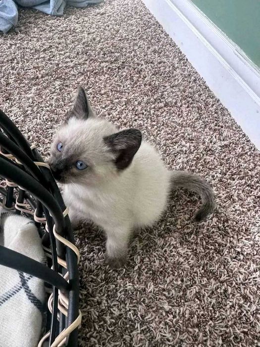 Сіамські кошенята