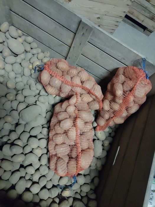 Ziemniaki jadalne- Sadzeniaki