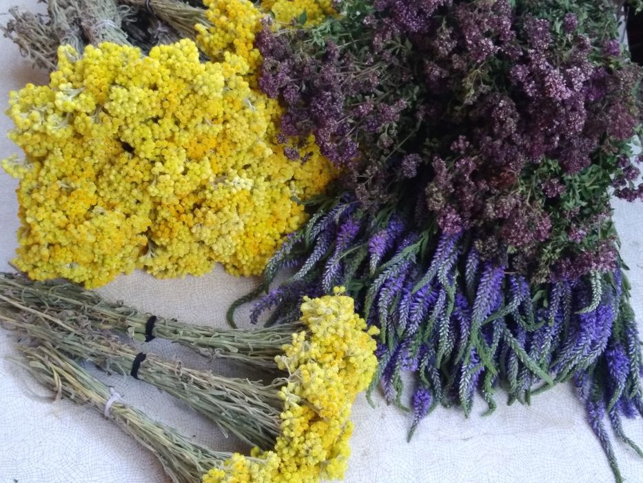 Сухоцвіт материнка віники  - пучечки