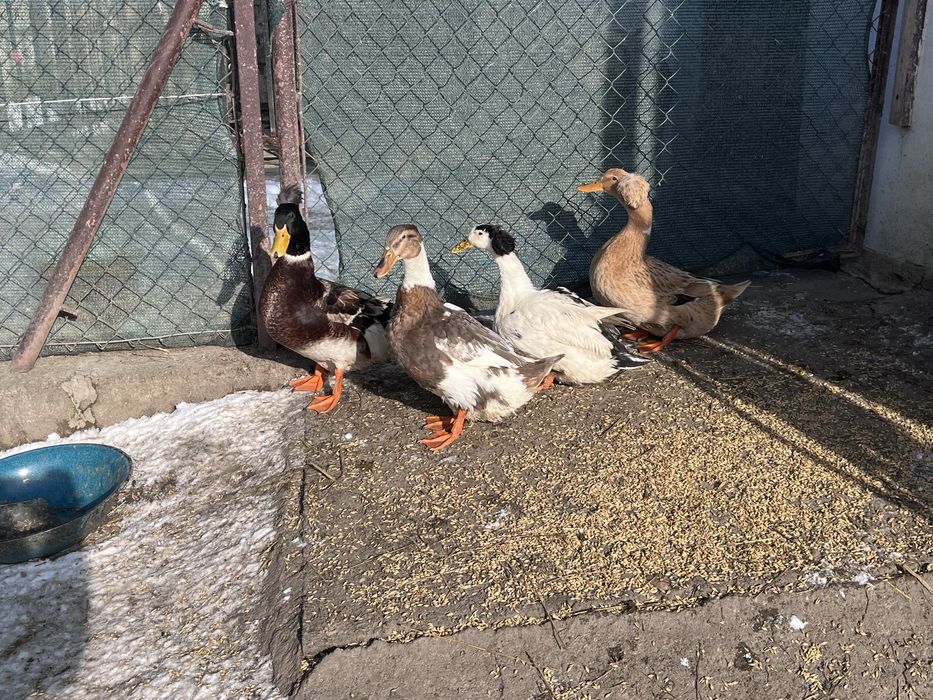 Kaczki staropolskie czubate stado zarodowe