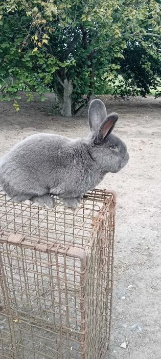 Sprzedam królika