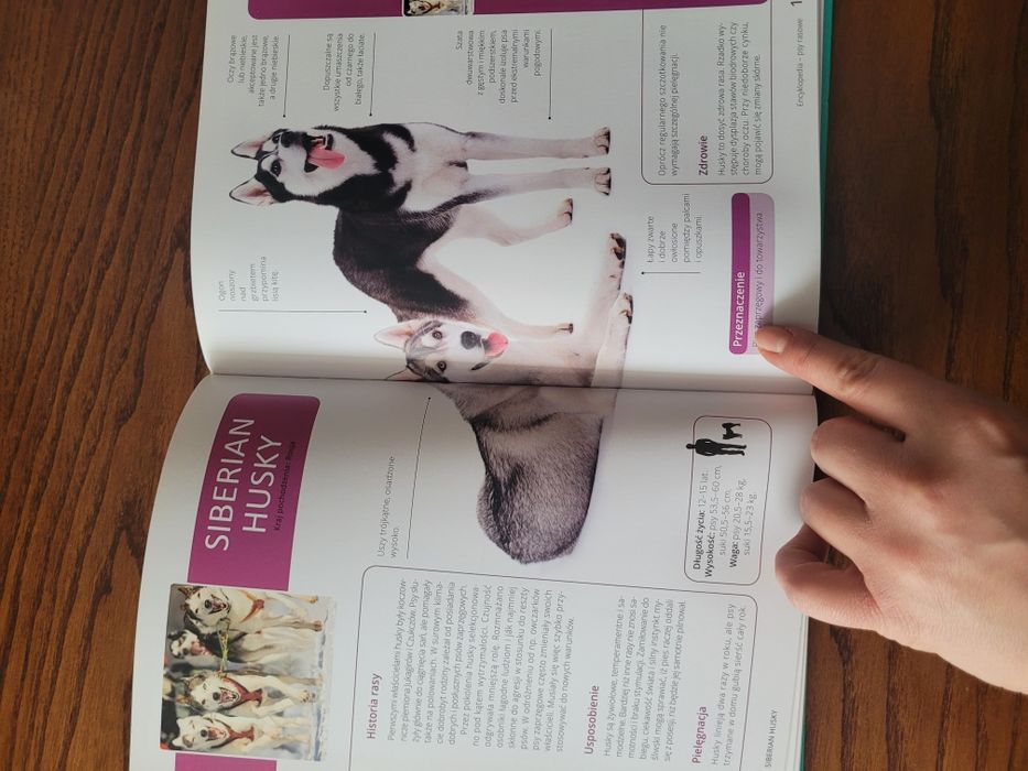 Książka Encyklopedia psy rasowe. Agnieszka Nojszewska