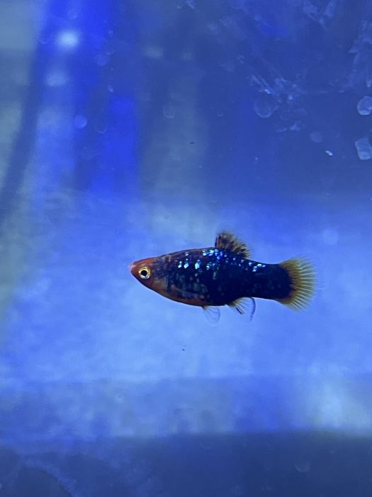 Guppie, Gato-De-Vidro, Limpa Vidros, Molly, Camarão