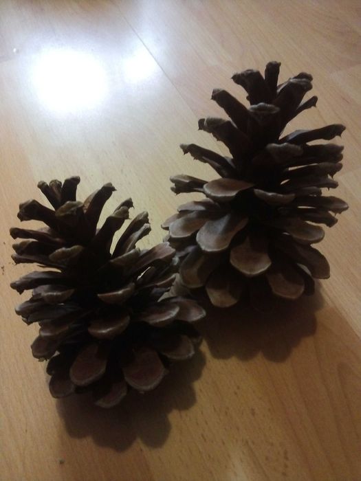 10 szyszek sosny czarnej