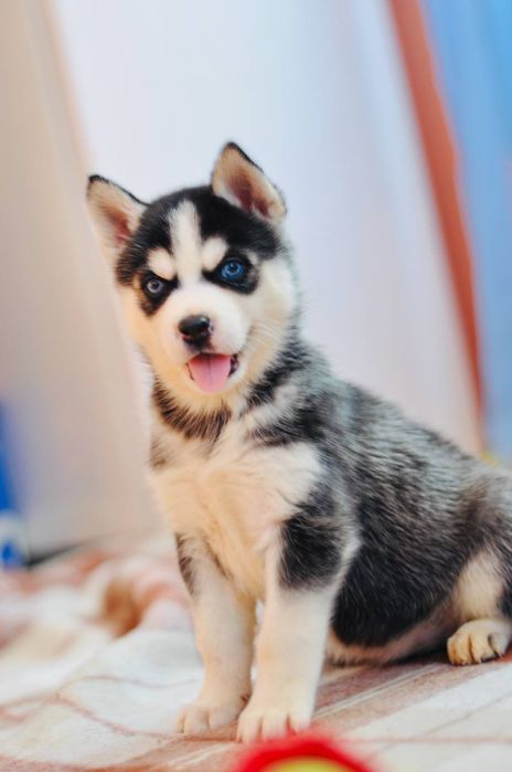 Сибірський хаскі- кмітливі цуценята