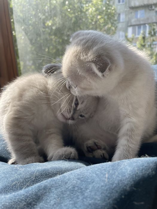 Висловухі шотландські кошенята Blue Lynx Point