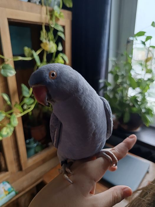 Papuga ręcznie karmiona, oswojona. Młoda z maja 2025r.