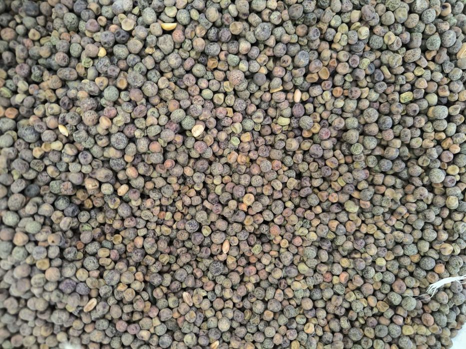 Peluszka groch łubin bobik nostrzyk gryka zbiór 2025 wysyłka kurier