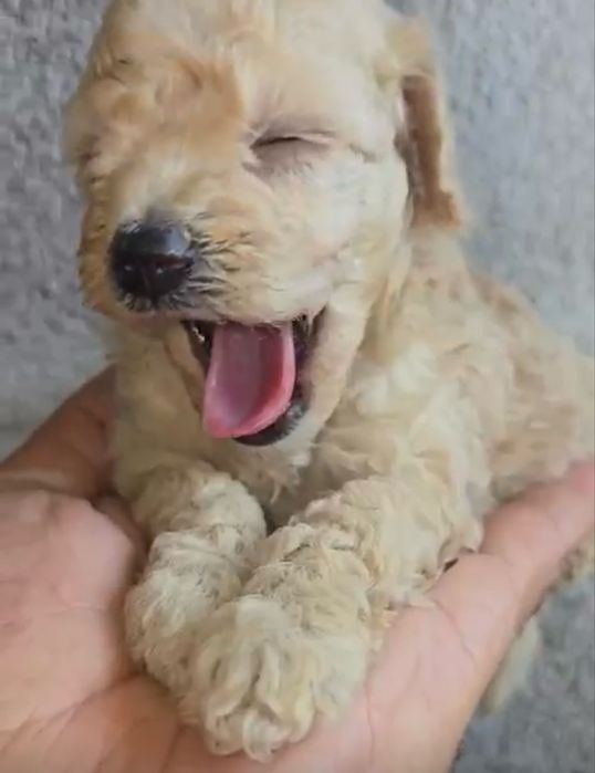 Menino Caniche Anao Perola