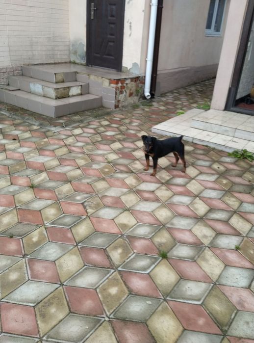 Віддам у добрі руки