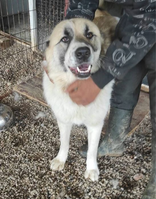 Bulut - pies do adopcji