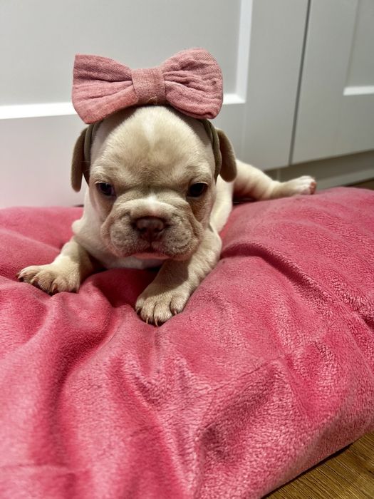Buldog francuski kremowy lilac platynowy new shade isabella platinum