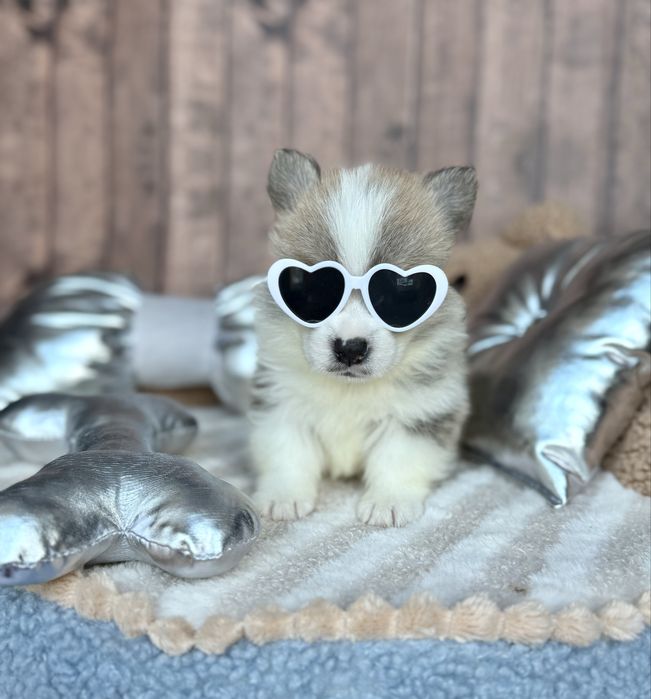 Welsh Corgi Pembroke OHIO