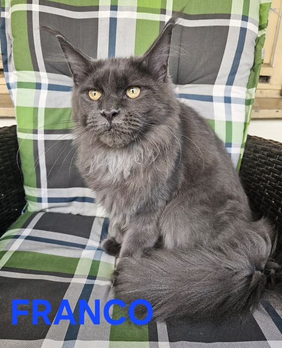 Kocurek. Niebieski Solid  Maine Coon  - FRANCO