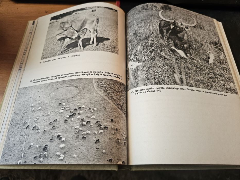 Głosy dżungli książka