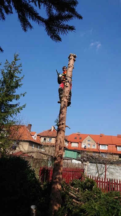 Wycinka drzew, pielęgnacja