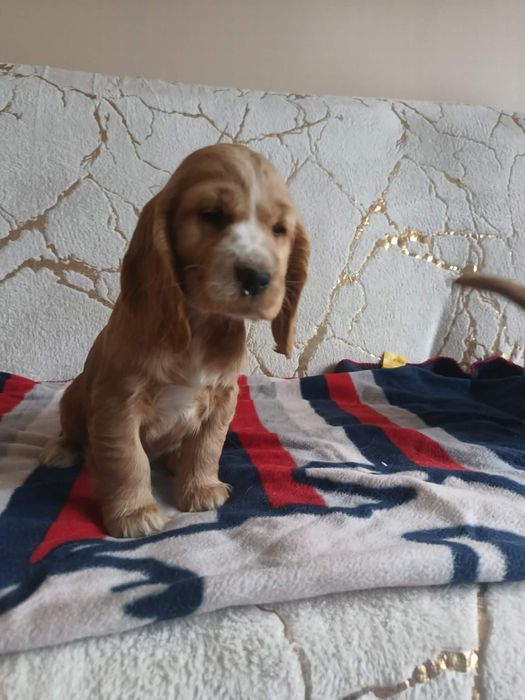 Suczka Cocker Spaniel Angielski