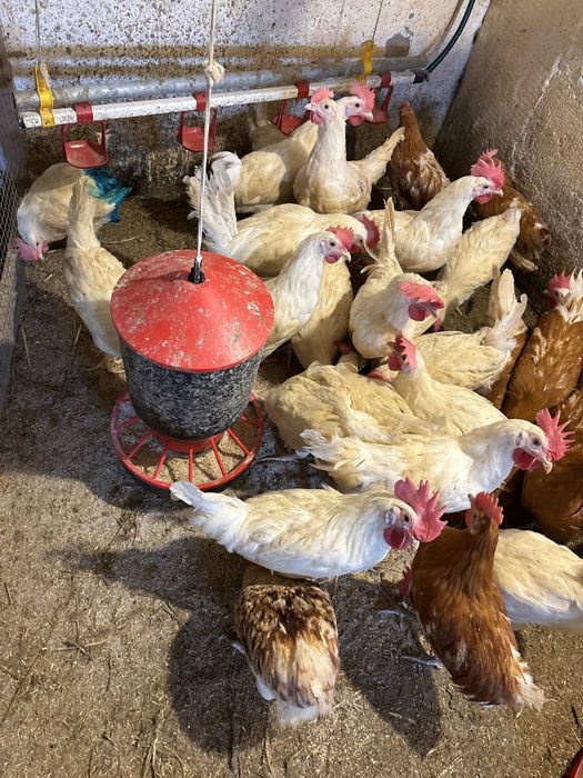 Koguty Leghorn , fryzierskie