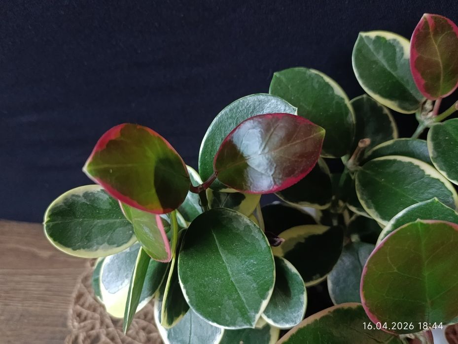 Hoya Australis Blondie