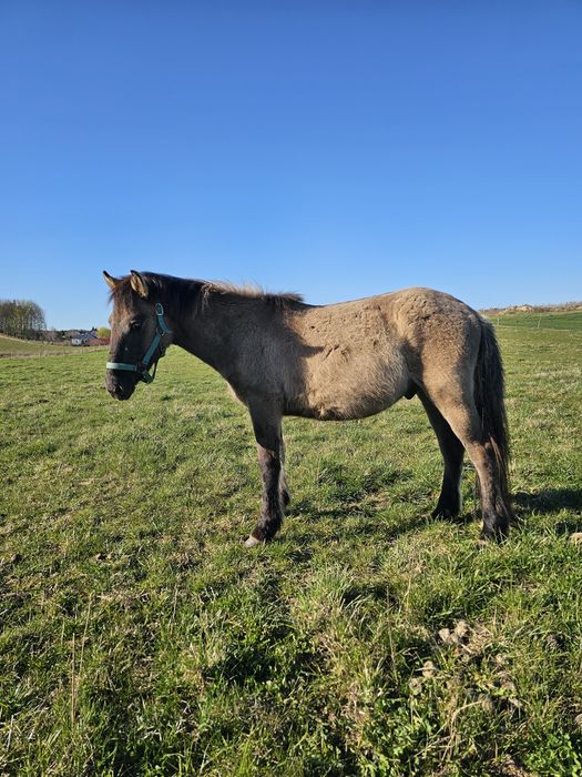 Wałach konik polski