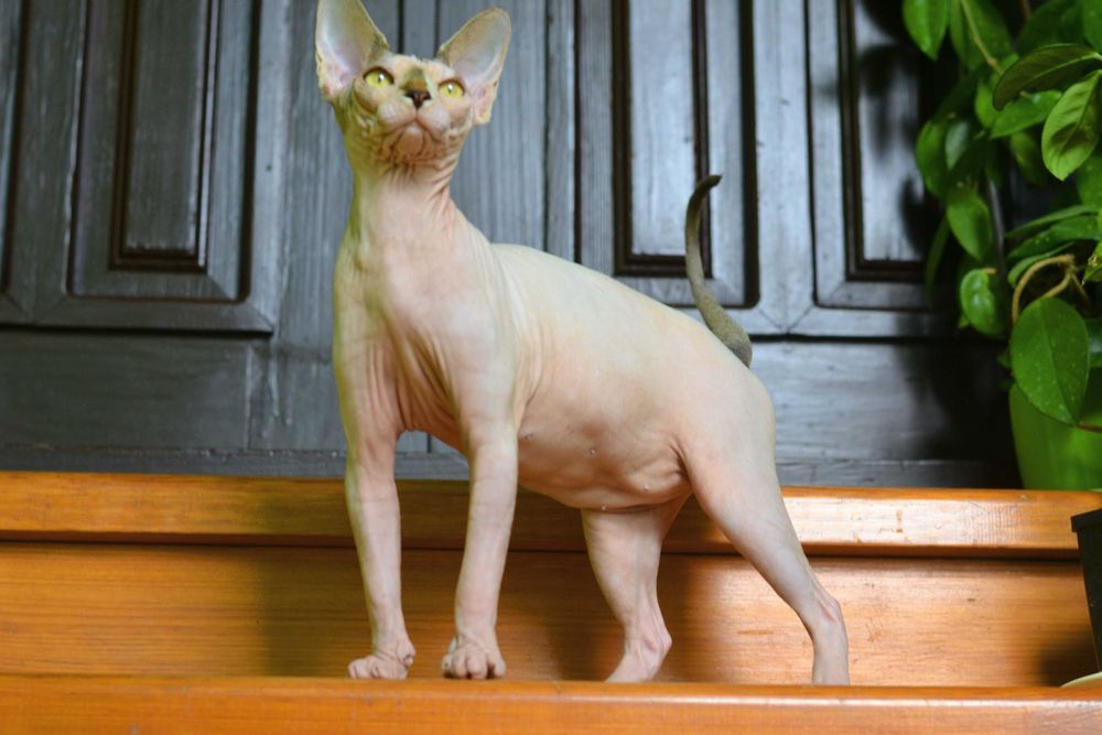 Канадский  сфинкс девочка.