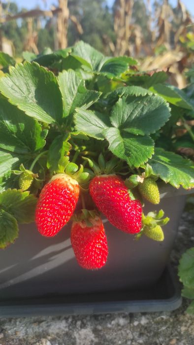 Morangueiros( Gigante, Branco, Silvestre, San Andreas, etc..)