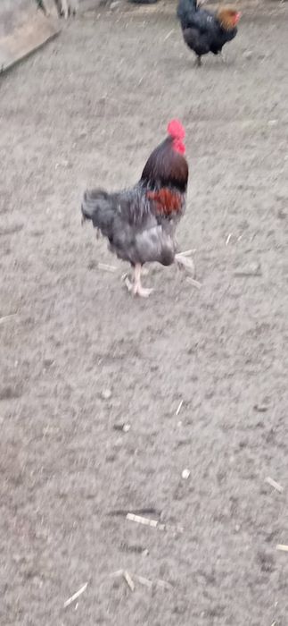 Jajka, jaka lęgowe kur mix ras