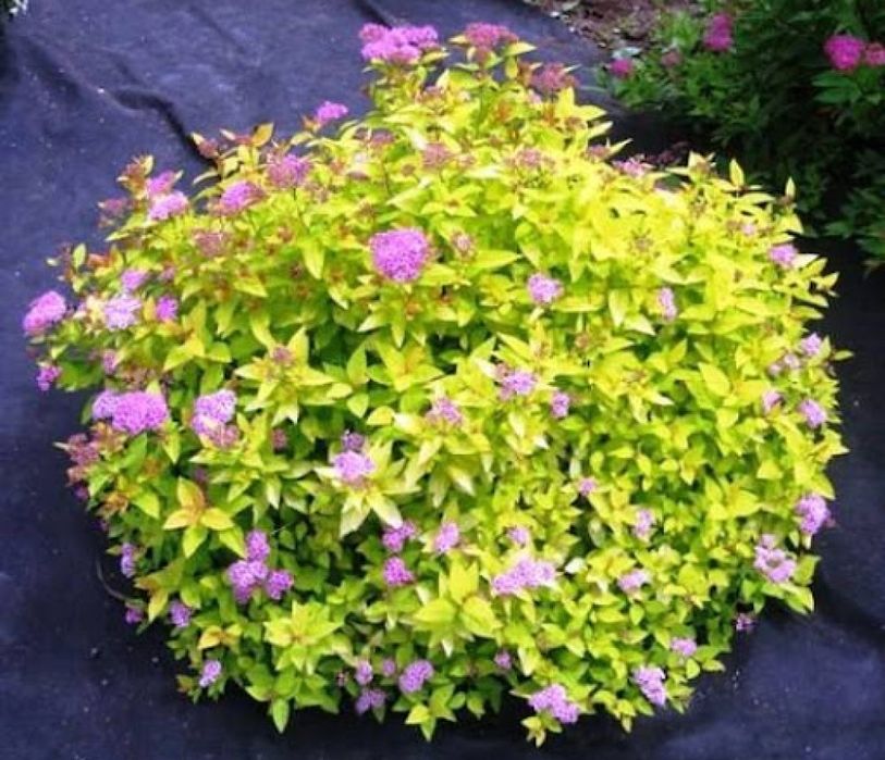 Спірея японська Літл Принцес в горщику