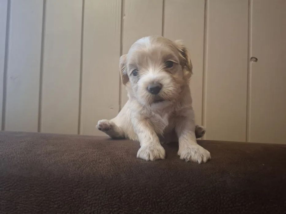 Мальтипу Одесса! Чистокровний від титулованих батьків