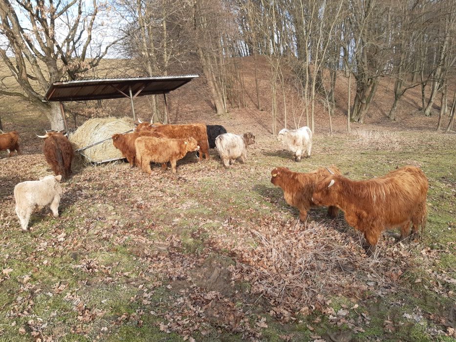 Bydło szkockie Highland