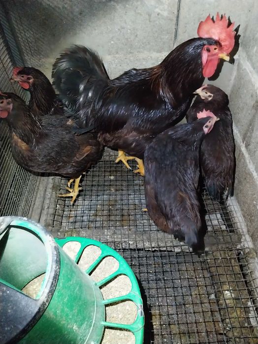 Rhode Island Red poedeiras