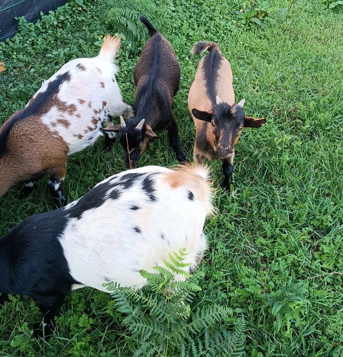 Cabras Anãs - 2 Machos