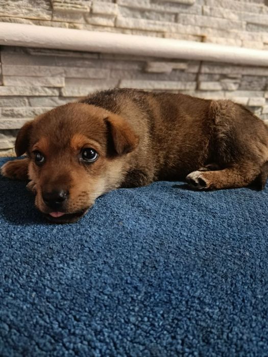 Цуценя хлопчик шукає родину