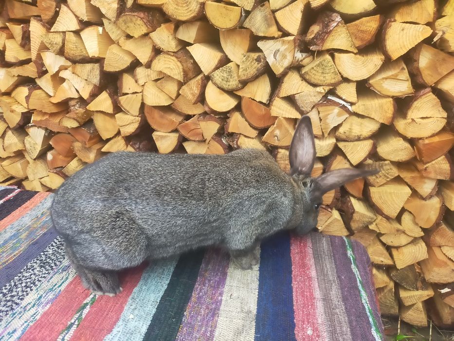 Молодий робочий самець Строкача . Кролі .