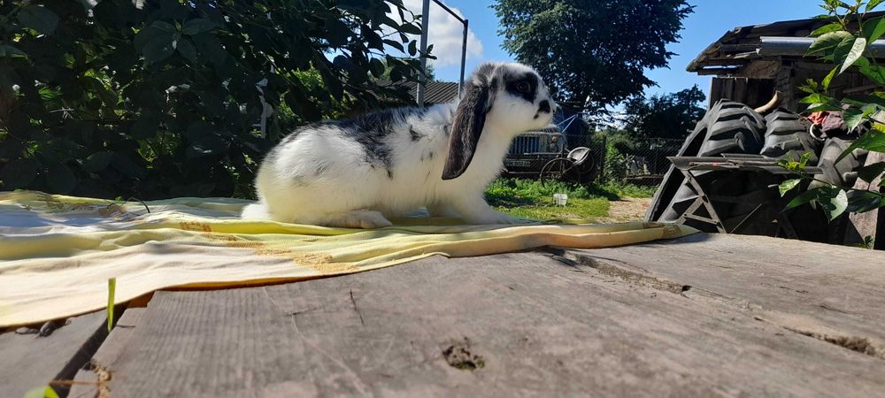 Продам  кролики  , породи француський  баран. Чисто кровні.