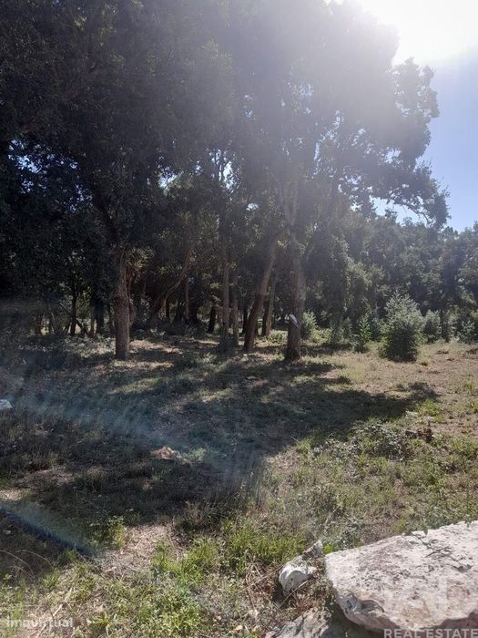 Terreno Agrícola em Aljubarrota