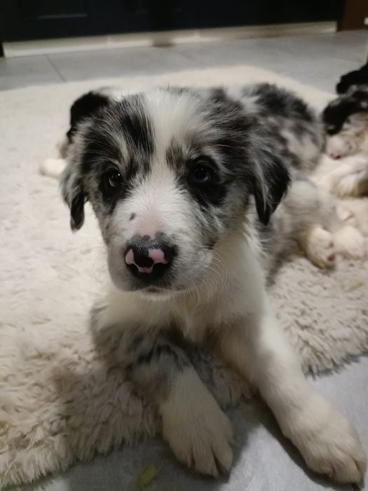 Border Collie chłopak blue merle samiec