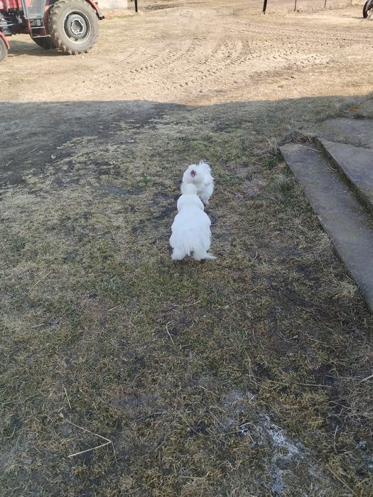 Koguty silka amerykańska