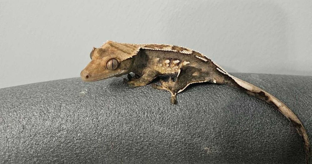 Gekon orzęsiony harlequin 10g