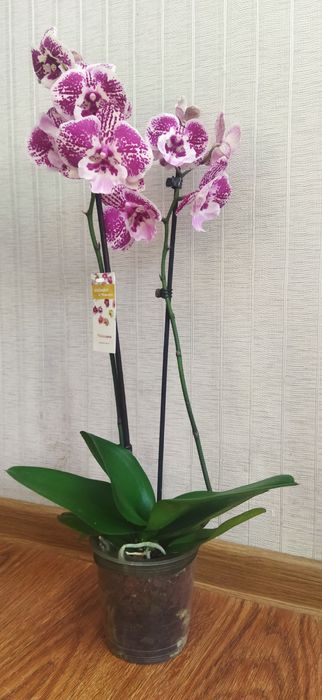 Орхідея  Біг Ліп