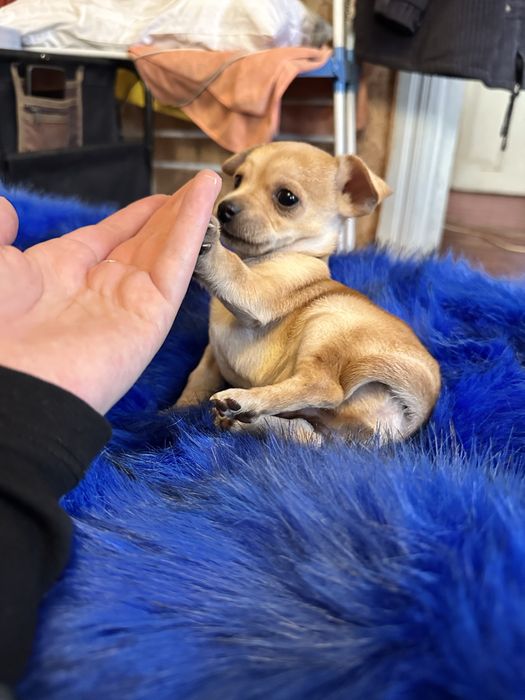 Цуценята той терʼєр