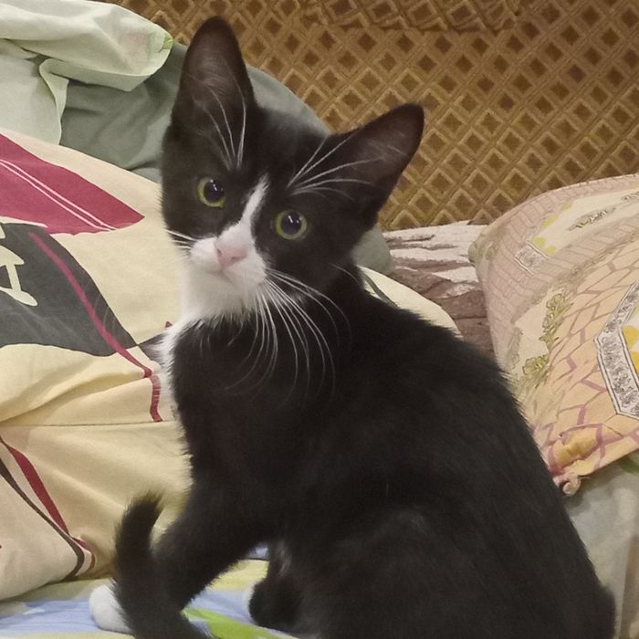 Срочно!отдам котенка